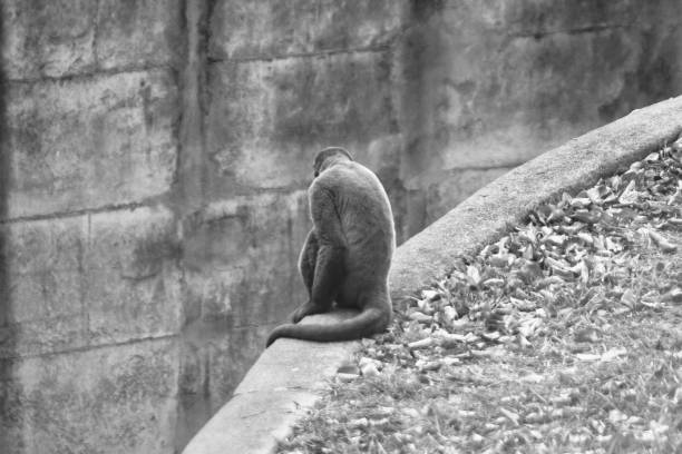 istock Sad monkey in the cage with monochrome color 1425382763