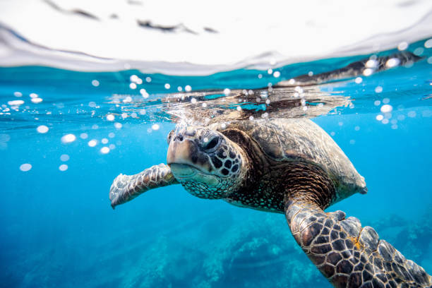 tortuga verde en la superficie del agua - maui fotografías e imágenes de stock