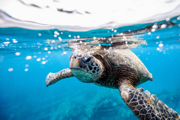 tartaruga verde sulla superficie dell'acqua - isole hawaii foto e immagini stock