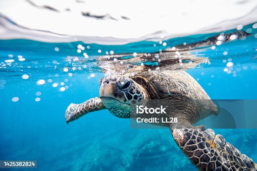 istock Green turtle at the water surface 1425382824