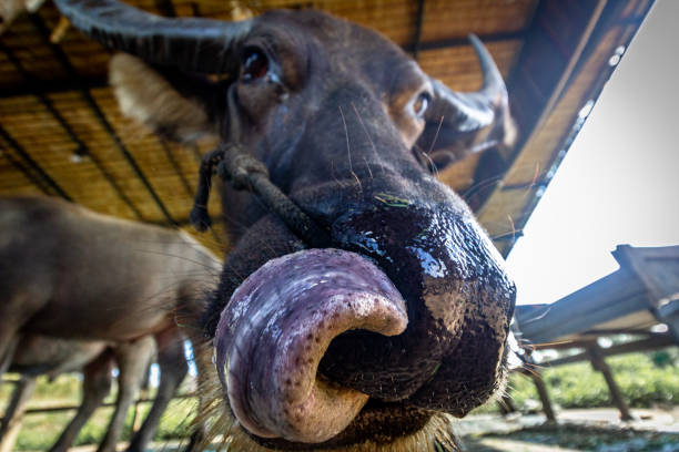 Close up, wide angle, low angle. Buffalo with its young sticking up its nose. Licking nose.