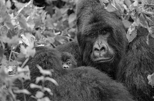 Gorilla (scientific name: Gorilla) is the general name for the great apes of the genus Gorilla, subfamily Hominidae, order of primates. It includes two species: the eastern gorilla and the western gorilla. It is the largest primate, with a shoulder height of about 0.85 meters when all four legs are independent, and a sudden shoulder height of 1.6-1.8 meters. The height of the erect gorilla can reach 1.75 meters. Because the gorilla's knees cannot fully extend, their actual body length is longer than this height. Large, weighing 130-180 kg, females 60-100 kg.