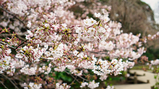 Cherry flowers blossoming in a Japanese garden in Tokyo.