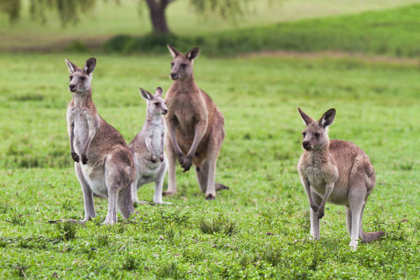 istock Wild Eastern Grey kangaroos in a meadow. 1425390356