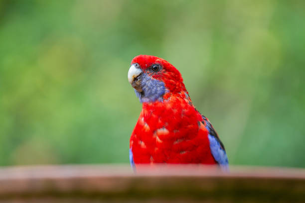 A Crimson Rosella keeps a watchful eye while on a backyard bird bath in NSW, Australia.
