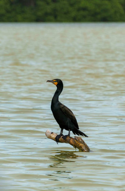 istock Coromorant perched on a small branch emerging from Rio Lagartos in Celestun 1425390863