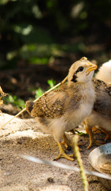 istock hen with chickens on the farm 1425392276