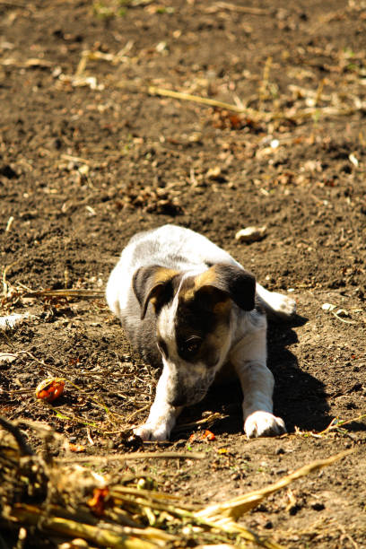 playful puppy digs with cat a hole in the ground at the farm.