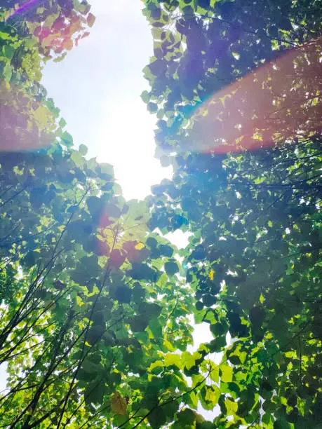Worms Eyeview of Green Trees with Sunlight