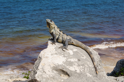 Large iguana perched on a rock in front of the ocean in Tulum, Mexico