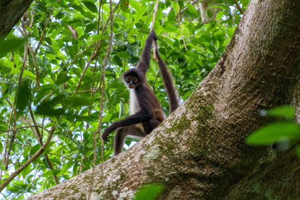 Spider monkey on a tree holding onto a vine with both it's tail and hand