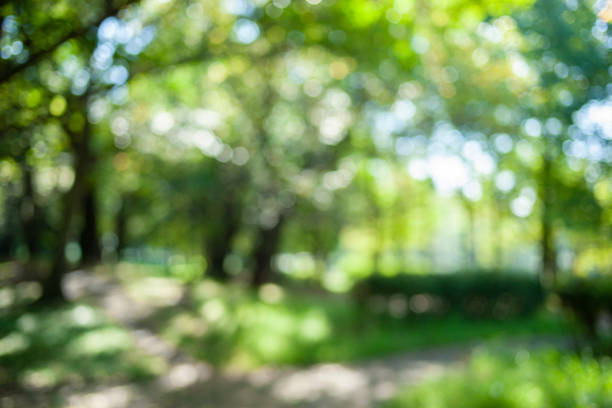istock green nature blur bokeh background 1425406218