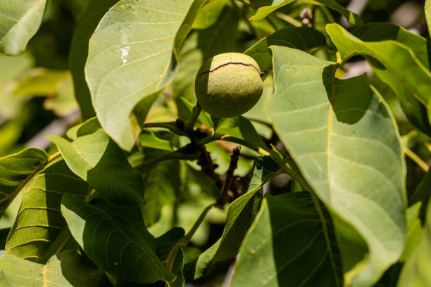 noyer sur le point de mûrir sur la branche du noyer au début de l’automne - walnut tree walnut nut branch photos et images de collection
