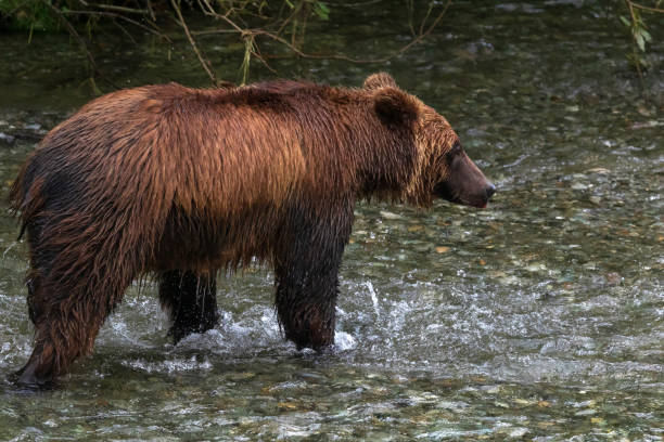 chasse au grizzli pour le saumon - wading alaska usa fur photos et images de collection