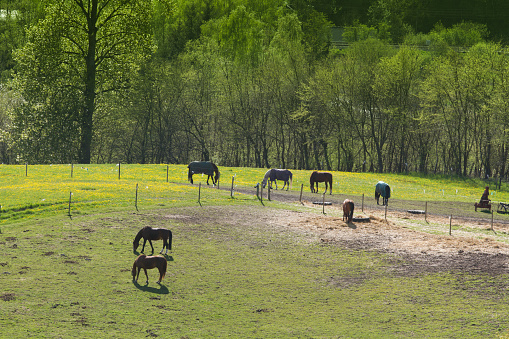 Agriculture in Denmark; fileds in the nature with horses