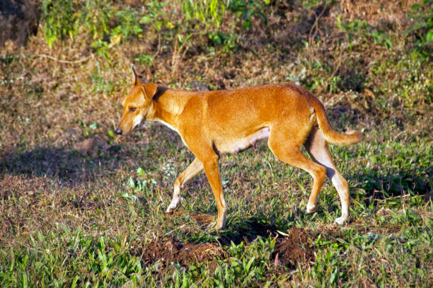 istock Domestic dog wondering in nature 1425409780