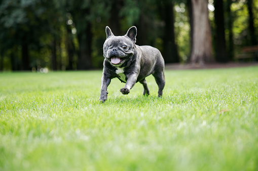 A two year old gray Frenchie that lost an eye due to infection.  A sweet, fun pup that’s ready to play.  Shot in outdoor park setting in Beaverton, Oregon.