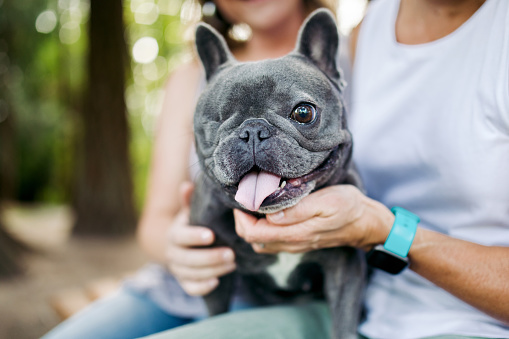 A two year old gray Frenchie that lost an eye due to infection.  A sweet, fun pup that’s ready to play.  She sits on her owners lap, a mid-adult Caucasian woman.  Shot in outdoor park setting in Beaverton, Oregon.
