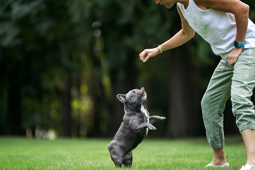 A two year old gray Frenchie that lost an eye due to infection learns obedience training, receiving tasty treats to reward her success.  A sweet, fun pup that’s ready to play.  Shot in outdoor park setting in Beaverton, Oregon.