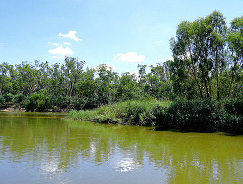 Murray River running on by River Red Gum Forest in the Northern Country