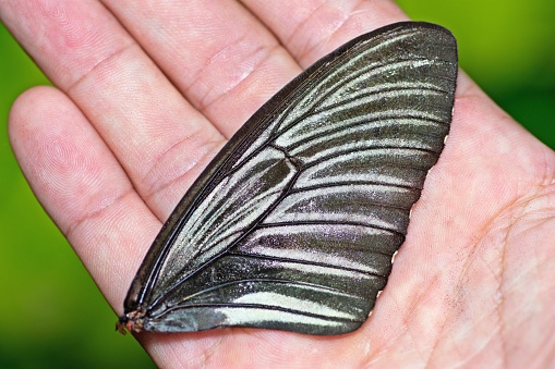 Closed up Black Butterfly wing.