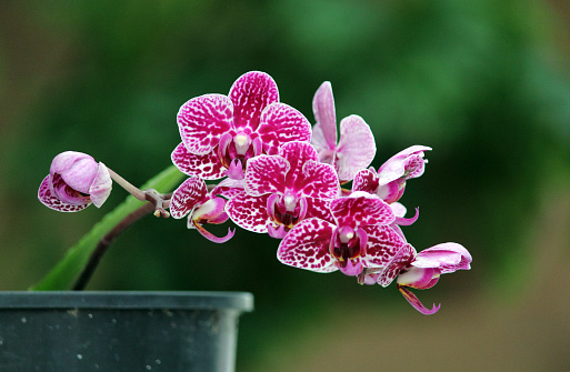 Beautiful orchid flower.