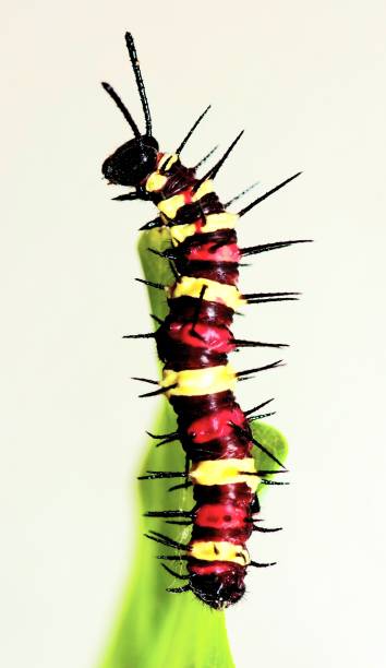 istock Caterpillar climbing green leaf - animal behavior. 1425415902