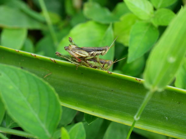 dwa koniki polne kryjące się na liściu drzewa - locust two animals insect pest zdjęcia i obrazy z banku zdjęć