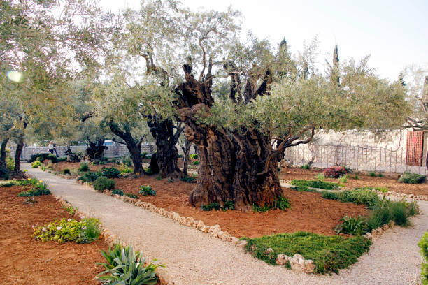 Ancient Olive Tree in Garden of Gethsemane Gethsemane Garden is one of the more emotively charged locations in the New Testament, and today these ancient Olive Trees are the remaining witnesses to the sufferings that occurred here centuries earlier. garden of gethsemane stock pictures, royalty-free photos & images