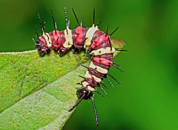 istock Caterpillar climbing on green leaf - animal behavior. 1425419681