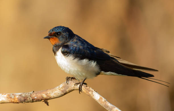 istock Barn swallow, hirundo rustica. At dawn, a bird sits on a thin beautiful branch 1425420371