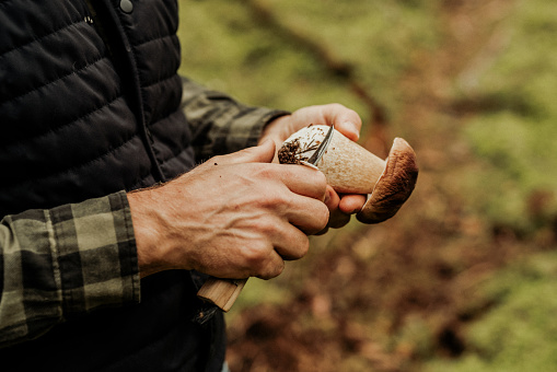 Picking mushrooms in the woods \nPorcini, Boletus edulis also known as Karl-Johan and chanterelles