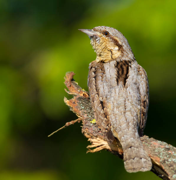 istock Wryneck, jynx. A bird sits on a branch, close-up 1425420571