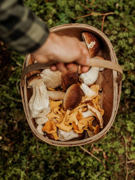 Man picking mushrooms in the woods porcini and chanterellez stock photo