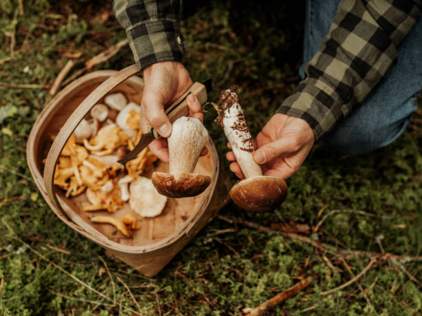 homme cueillant des champignons dans les bois, cèpes et chanterellez - chanterelle edible mushroom mushroom freshness photos et images de collection