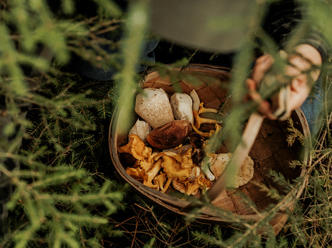 Picking mushrooms in the woods 
Porcini, Boletus edulis also known as Karl-Johan and chanterelles