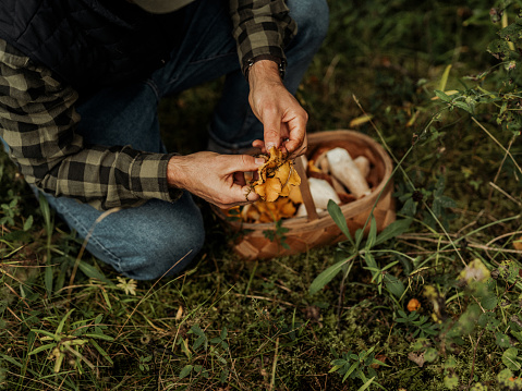 Picking mushrooms in the woods \nPorcini, Boletus edulis also known as Karl-Johan and chanterelles