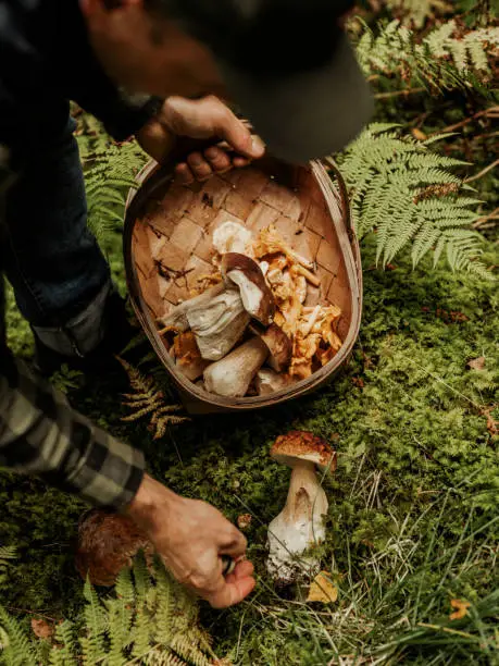 Photo of Man picking mushrooms in the woods porcini and chanterellez