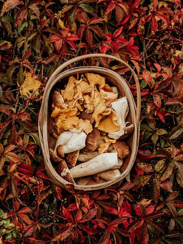 Autumn basket with mushroom porcini and \nchanterelles on red leaves