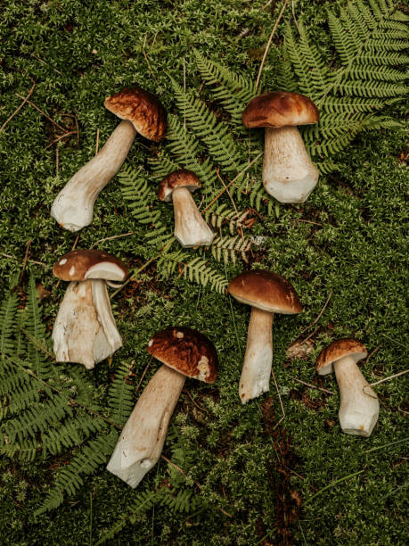 istock Flat lay with autumn mushroom porcini karl-johan 1425422456