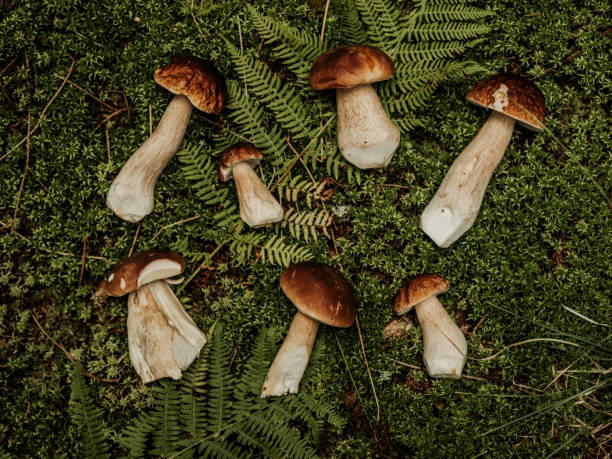 istock Flat lay with autumn mushroom porcini karl-johan 1425422491
