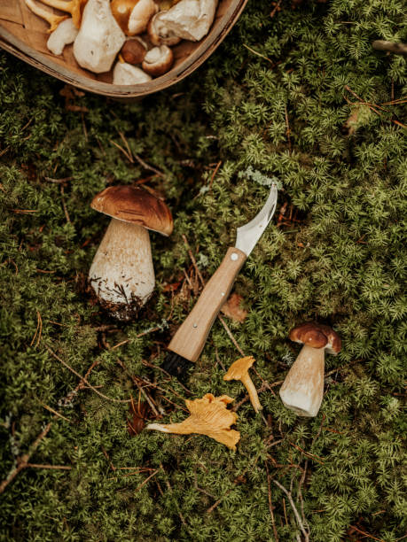 istock Flat lay with autumn mushroom porcini karl-johan 1425423076