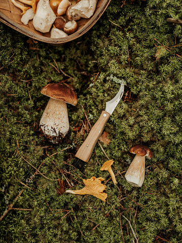 Flat lay with autumn mushroom porcini karl-johan