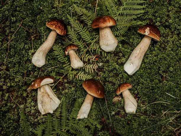 Photo of Flat lay with autumn mushroom porcini karl-johan