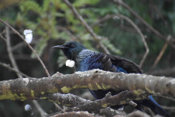 istock Tui Bird in tree on branch 1425423250