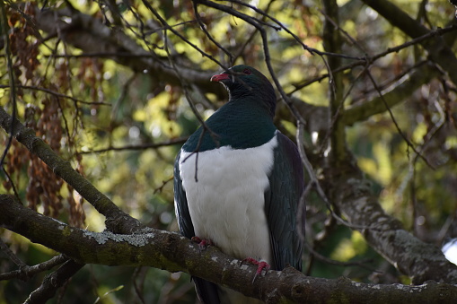 Native wood pigeon sitting in a tree