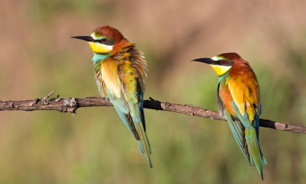 istock European bee eater, Merops apiaster. Family portrait 1425423899
