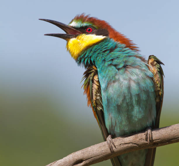 European bee eater, Merops apiaster. Close-up bird with open beak European bee eater, Merops apiaster. Close-up bird with open beak bee eater stock pictures, royalty-free photos & images