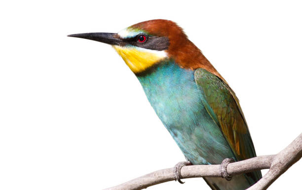 istock European bee eater, Merops apiaster. Portrait isolated 1425423922