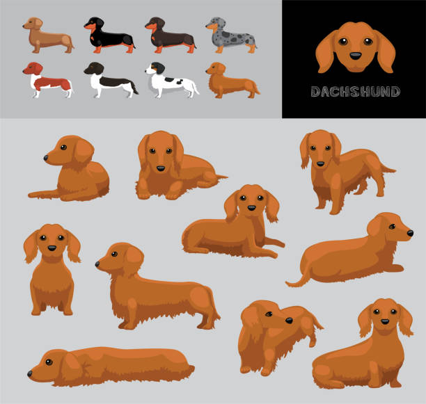 ilustrações de stock, clip art, desenhos animados e ícones de dog dachshund long hair cartoon vector illustration color variation set - side view dog dachshund animal